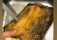 Ngeri! Pria ini Tunjukkan Cara Masak Ular Besar Video Viral