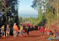 Wow! Tahura Sultan Adam Bakal Dihiasi Bunga Tabebuya seperti di Jepang