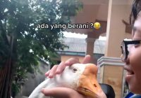 Tak Disosor, Viral Anak ini Bersahabat dengan Angsa