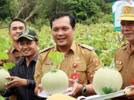 Wali Kota Banjarbaru Panen Melon, Bukti Pertanian Perkotaan Bisa Berhasil