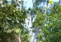 Petugas PLN Berjibaku Atasi Aliran Listrik Putus di Kalteng Akibat Pohon Tumbang