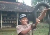 Pawang Tewas Dipatuk Kobra Peliharaannya Saat Hendak Ngasih Minum