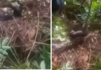 Detik-detik Piton Pemangsa Wanita Penyadap Karet Ditombak Warga