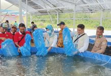 PLN Sukseskan Panen Raya di Kalsel, Implementasikan Electrifying Agriculture
