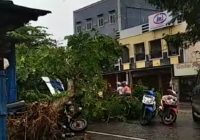 Pohon Tumbang di Jalan Lingkar Dalam Banjarmasin Timpa Tossa