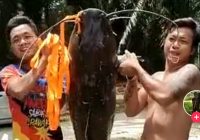 Viral Video Pemancing Tangkap Lele Raksasa 30 Kilo Lebih