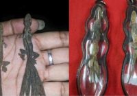 Viral Bangkai Cicak Dijual Rp 1,4 Juta Disebut Penarik Rezeki