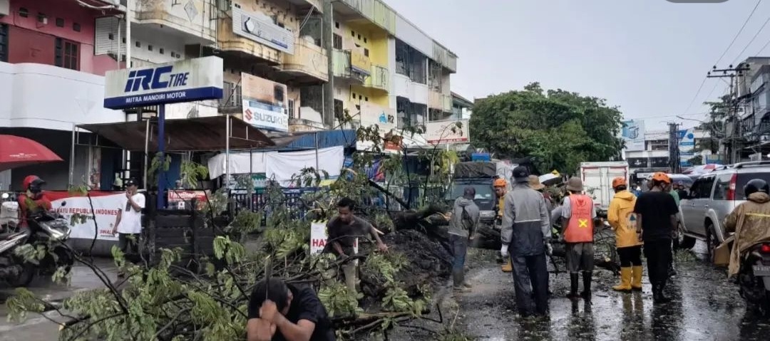 Pohon Tumbang di Jalan Kuripan Banjarmasin Saat Hujan Deras Disertai Angin Kencang