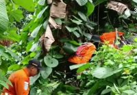 Basarnas Kerahkan Anjing Pelacak Cari Balita ke Hutan dan Sungai, Rekaman CCTV Berkata Lain