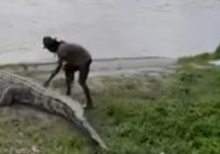 Sok Jago Pria di Palu ini Elus Buaya di Pinggir Sungai, Lihat Akhirnya