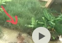 Viral Pedofil Incar Anak-Anak di Sungai, ini Kata Polisi