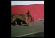 Geger di Meksiko Anjing Gondol Potongan Kepala Manusia, Terungkap Fakta Mengejutkan