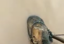 Lagi, Nelayan Aluh-Aluh Temukan Buaya dalam Jala
