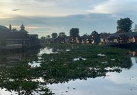 Eceng Gondok Serbu Kuin, Nyaris Tutupi Permukaan Sungai, Warga Sebut Terparah