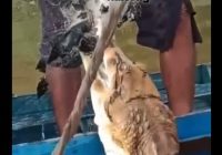 Viral! Buaya Kuning Terperangkap dalam Jala Nelayan