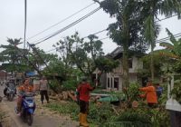 Pohon Banyak yang Tumbang, DLH Kota Banjarmasin Antisipasi Dengan Pemeliharaan Rutin
