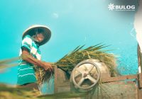 Harga Gabah dan Beras Jelang Panen Raya Maret 2023 Bakal Naik 8-9 Persen