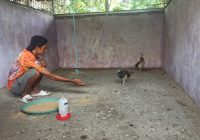 Ada Sepasang Burung Merak di Kebun Binatang Mini Banjarmasin