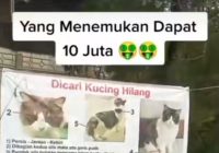 Viral Sayembara Kucing Hilang Hadiah Rp 10 Juta