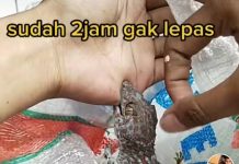 Video Viral Digigit Tokek Selama 2 Jam
