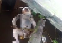 BREAKING NEWS Temuan Mayat Bayi Mengapung di Kampung Melayu Banjarmasin