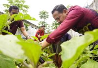 Warga Binaan Lapas Karang Intan Panen Terong Ungu Melimpah, Aji pun Senang