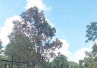 Api Gegerkan Sungai Ulin Banjarbaru Dekat Gedung Pramuka
