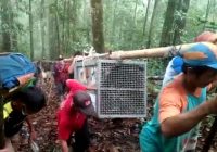 Empat Ekor Orang Utan Dilepasliarkan ke TN Bukit Baka Bukit Raya Kalbar