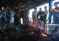 16 Ekor Bekantan Diselundupkan via Kapal Bendera Vietnam di Pontianak Kalbar