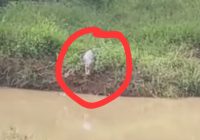 Penampakan Buaya di Pinggir Sungai Angsana Kabupaten Tanah Bumbu