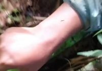 Pendaki Gunung Andong Temukan Bunker Rahasia
