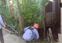 Lagi, Buaya Muncul di Kolong Rumah di Kampung Baru Tanah Bumbu