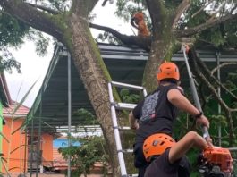 Pohon Tumbang di Jalan Brigjen H Hasan Basri Banjarmasin Menimpa Kos-Kosan