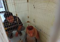 Seminggu Berkeliaran di Perkampungan Warga di Banjarmasin, Bekantan 20 Kilogram Dievakuasi