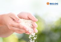 El Nino dan Kebijakan Pertanian India Diprediksi Lonjakkan Harga Beras