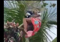Asyik Panjat Pinang di Pesta Perkawinan di Balangan, Seorang Pemain Pantul Jatuh Hingga Pingsan