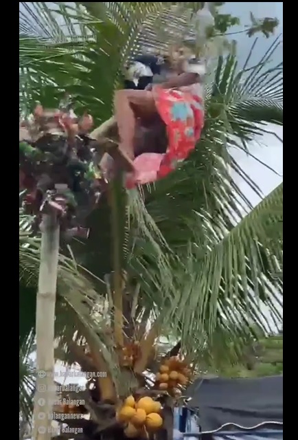 Asyik Panjat Pinang di Pesta Perkawinan di Balangan, Seorang Pemain Pantul Jatuh Hingga Pingsan