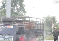 Mulai Hari Ini, Ternak Masuk Pasar Hewan Pelaihari Wajib Vaksinasi PMK