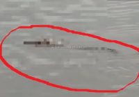 Viral! Buaya Antar Jasad Bocah ke Tepi Sungai, Tubuh Korban Bersih Tanpa Cabikan
