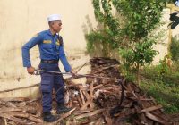 Ular Kobra 2 Meter Bikin Geger Relawan Dapur Umum di Gang Marhamah Martapura