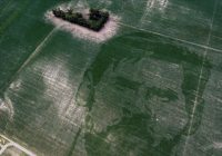 VIRAL! Wajah Lionel Messi Ukuran Raksasa Muncul di Ladang Jagung Milik Petani Argentina