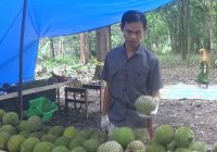 Adi Jauh-Jauh dari Banjarmasin Nikmati Durian di Cafe Durian Tabalong