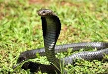 Ingat Ular Tidak Takut Garam! Bagini Cara Mengusir Ular Secara Alami