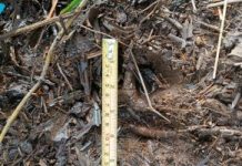 Ada Jejak Harimau di Perkebunan Sawit, ini Penjelasan BKSDA