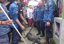 Biawak 2 Meter Berkeliaran di Pemukiman Warga, Dinas Damkar Kabupaten Banjar Berikan Imbauan