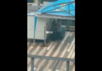 VIRAL, Video Mesum Remaja di Cihampelas Bandung, Warganet Marah, Pemkot Buka Suara