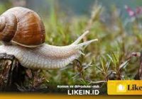 Heboh, Ratusan Warga Sulteng Terkena Penyakit Demam Keong, Ini Penyebab dan Gejalanya