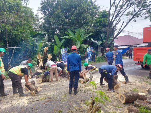 Hampir Tumbang, Pohon di Jalan Veteran Keraton Martapura Akhirnya Dibabat