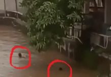 Detik-detik Dua Bocah Berjuang Saat Terseret Arus di Kali Cakung, Satu Masih Dalam Pencarian