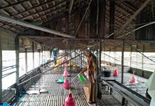 Disbunnak Kalsel Lakukan Langkah Ini Cegah Penyebaran Flu Burung HPAI H5NI